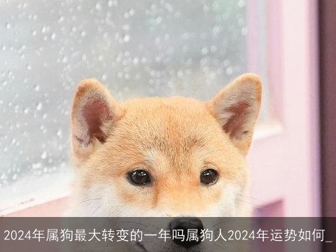 2024年属狗最大转变的一年吗属狗人2024年运势如何_