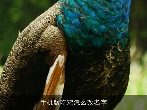 手机版吃鸡怎么改名字