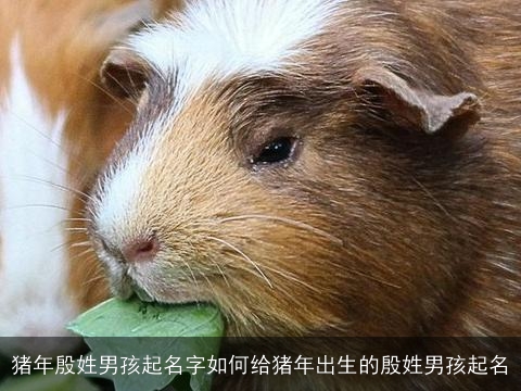 猪年殷姓男孩起名字如何给猪年出生的殷姓男孩起名