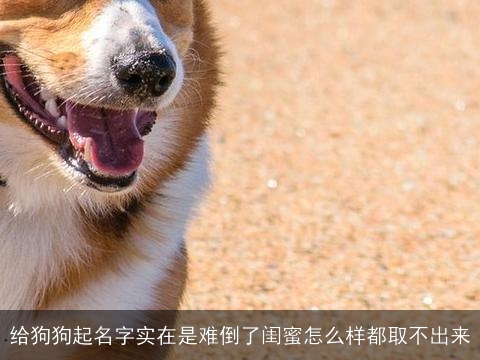 给狗狗起名字实在是难倒了闺蜜怎么样都取不出来