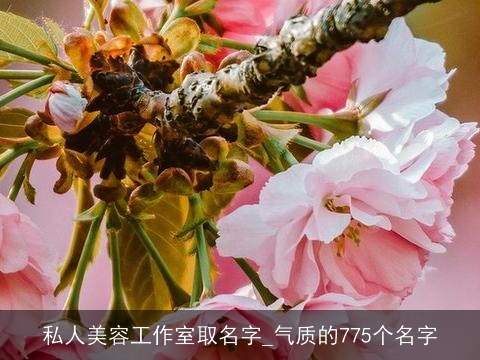 私人美容工作室取名字_气质的775个名字