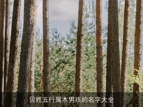 贝姓五行属木男孩的名字大全