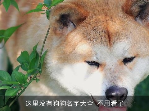 这里没有狗狗名字大全 不用看了